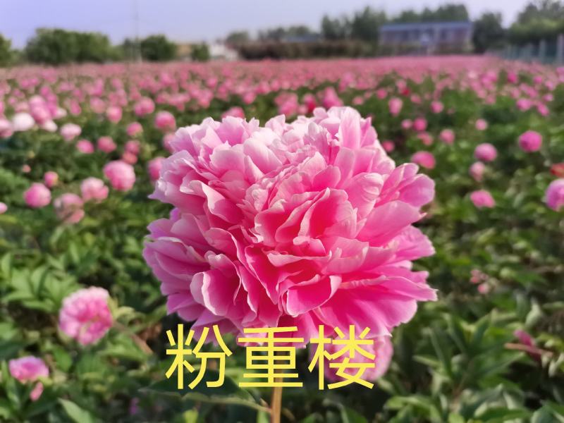 大量供应菏泽正宗观赏芍药鲜切花/基地直发/包邮