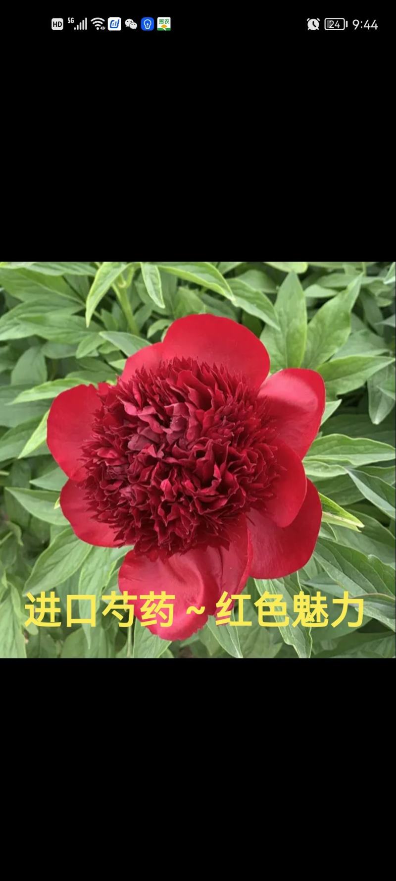 大量供应菏泽正宗观赏芍药鲜切花/基地直发/包邮