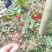 小叶绣花针苗（虎刺）