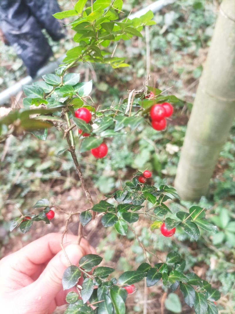 小叶绣花针苗（虎刺）