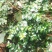 小叶绣花针苗（虎刺）