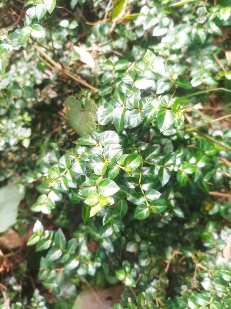 小叶绣花针苗（虎刺）