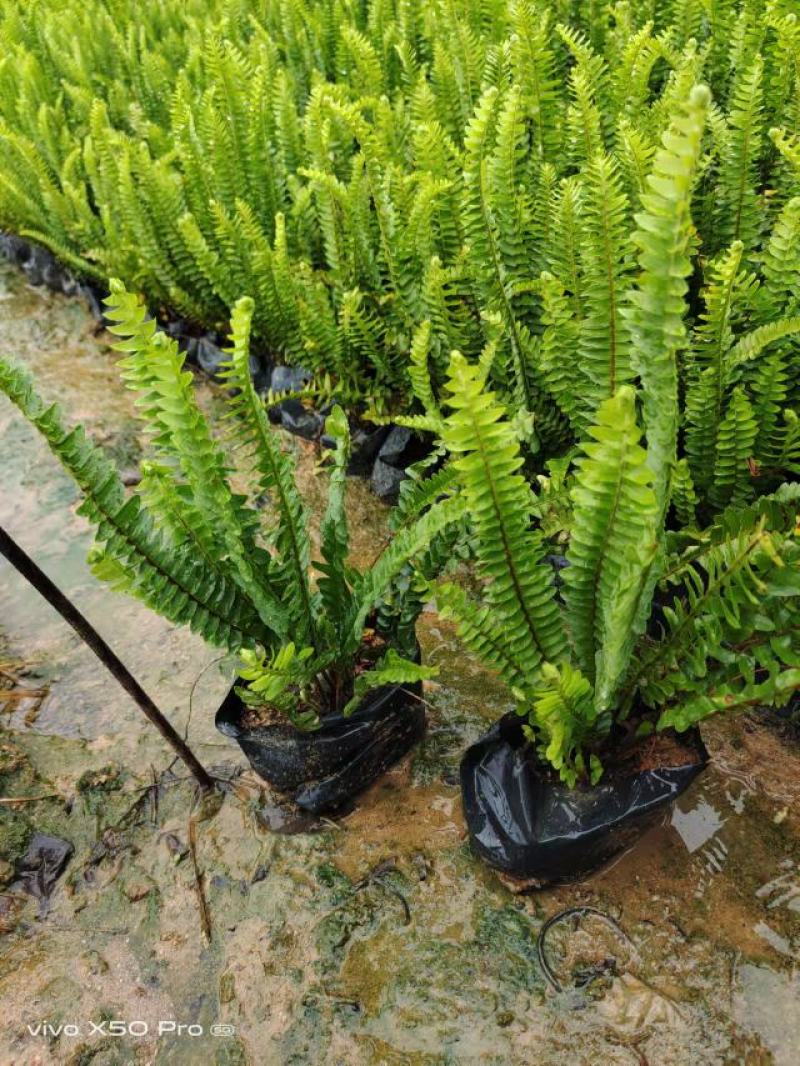 基地直供肾蕨排骨草庭院园林绿化苗木工程苗