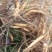 野生雾水葛糯米藤拔脓草雾水葛根干品薯