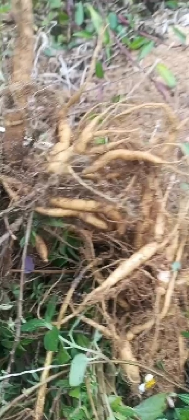 野生雾水葛糯米藤拔脓草雾水葛根干品薯