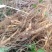 野生雾水葛糯米藤拔脓草雾水葛根干品薯
