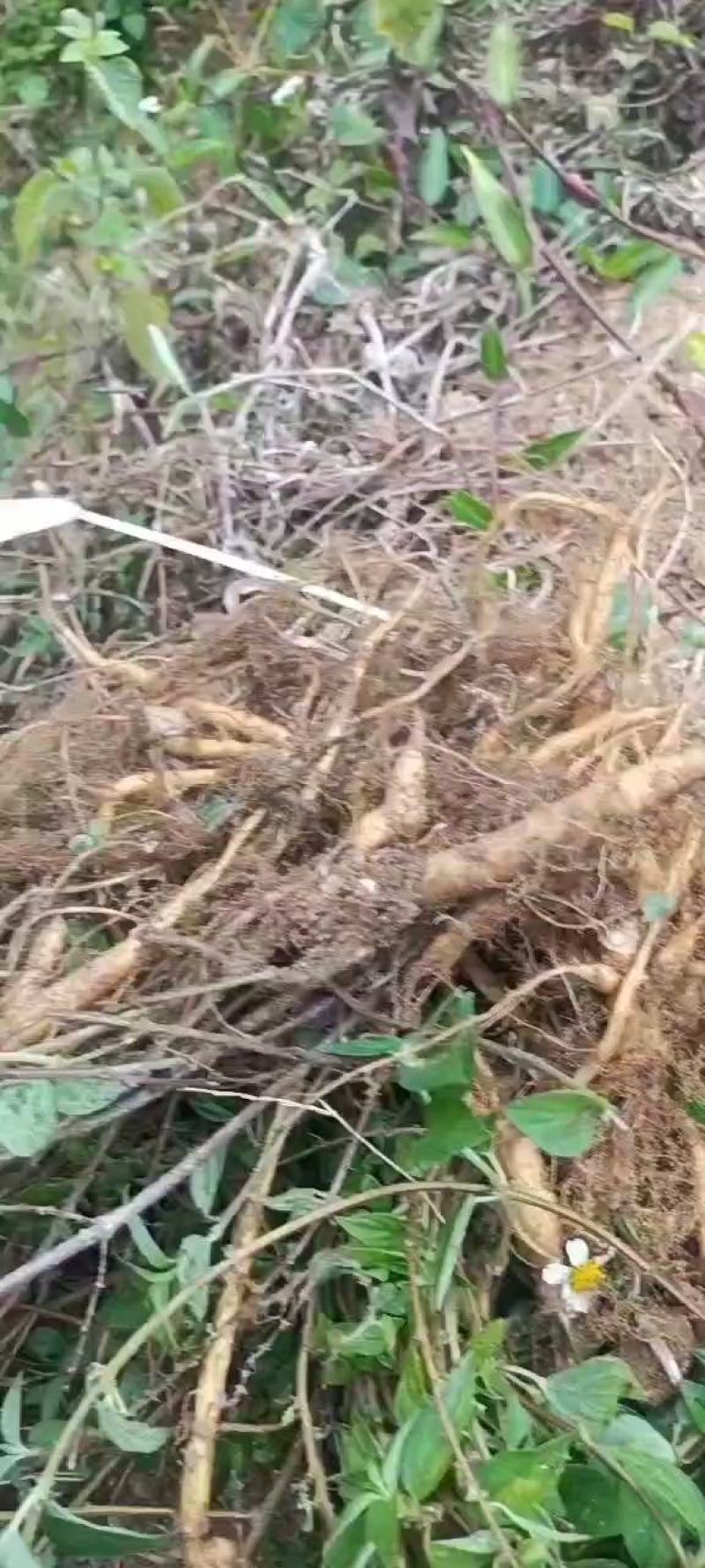 野生雾水葛糯米藤拔脓草雾水葛根干品薯