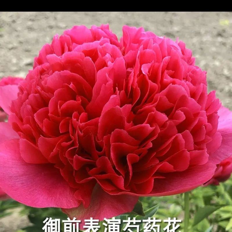 花农直供进口芍药鲜切花批发/包邮
