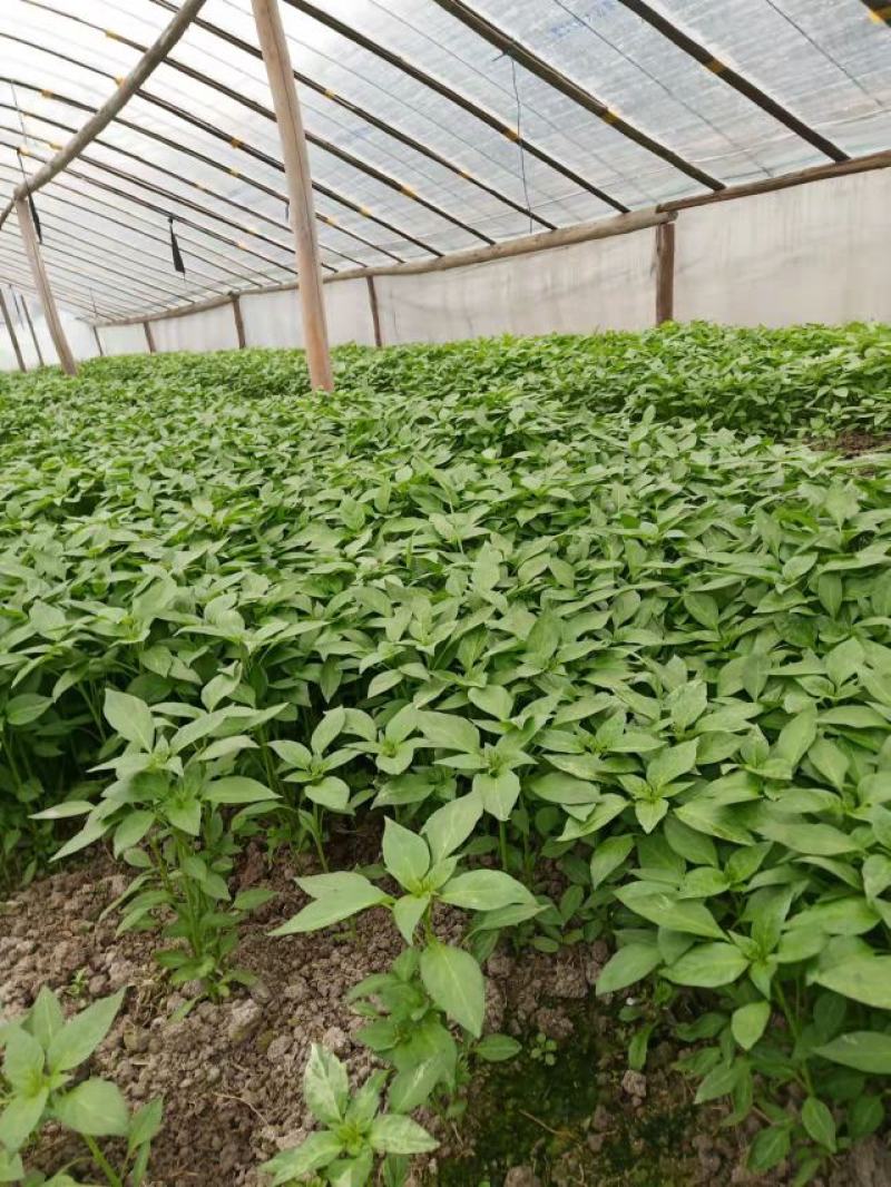 湖南邵阳羊角椒苗、线椒苗大量出售，基地直销