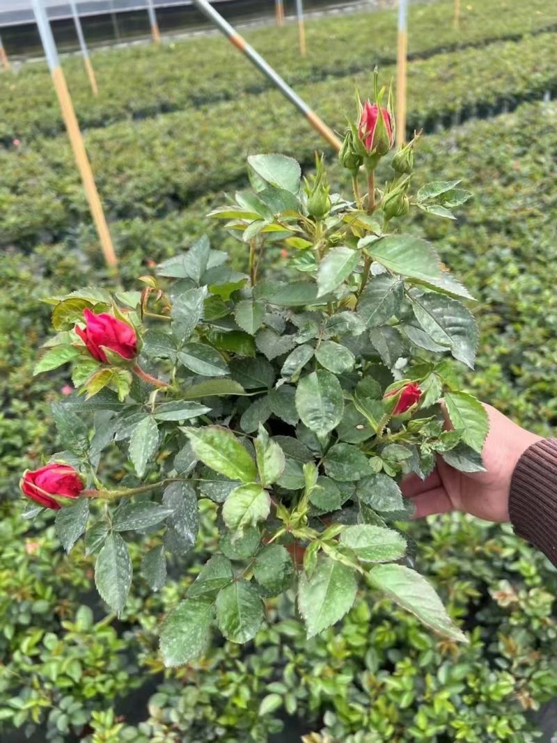 140杯月季玫瑰80装一件大量供货福建四海园基地大量供应