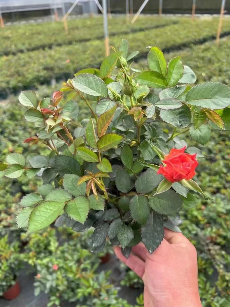 140杯月季玫瑰80装一件大量供货福建四海园基地大量供应