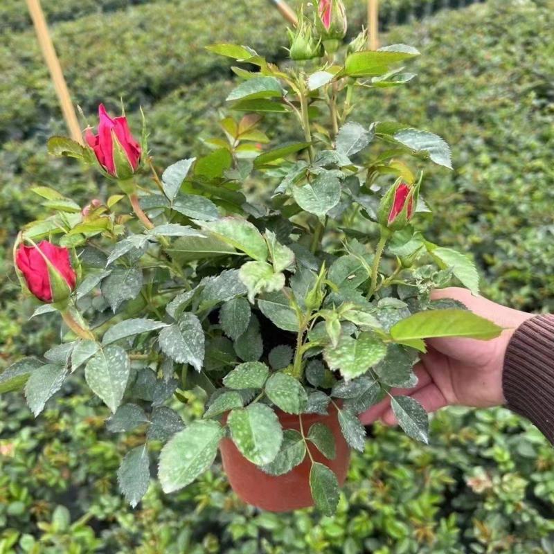 140杯月季玫瑰80装一件大量供货福建四海园基地大量供应