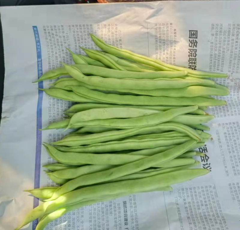 【精品】云南四季豆产地直销一手货源全国发货