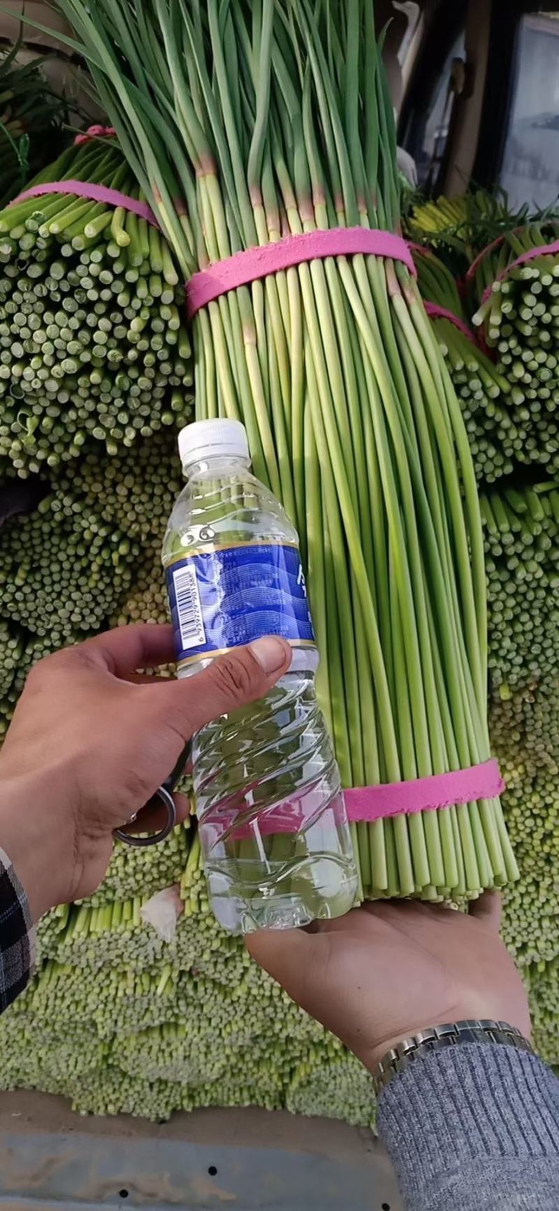 红帽蒜苔蒜薹，条长色绿，精加工包装，高质量原包，量大从