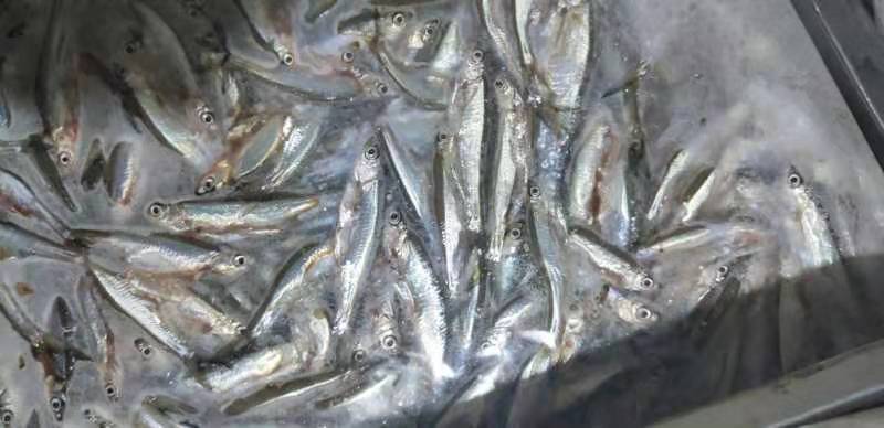 白肖，兰刀