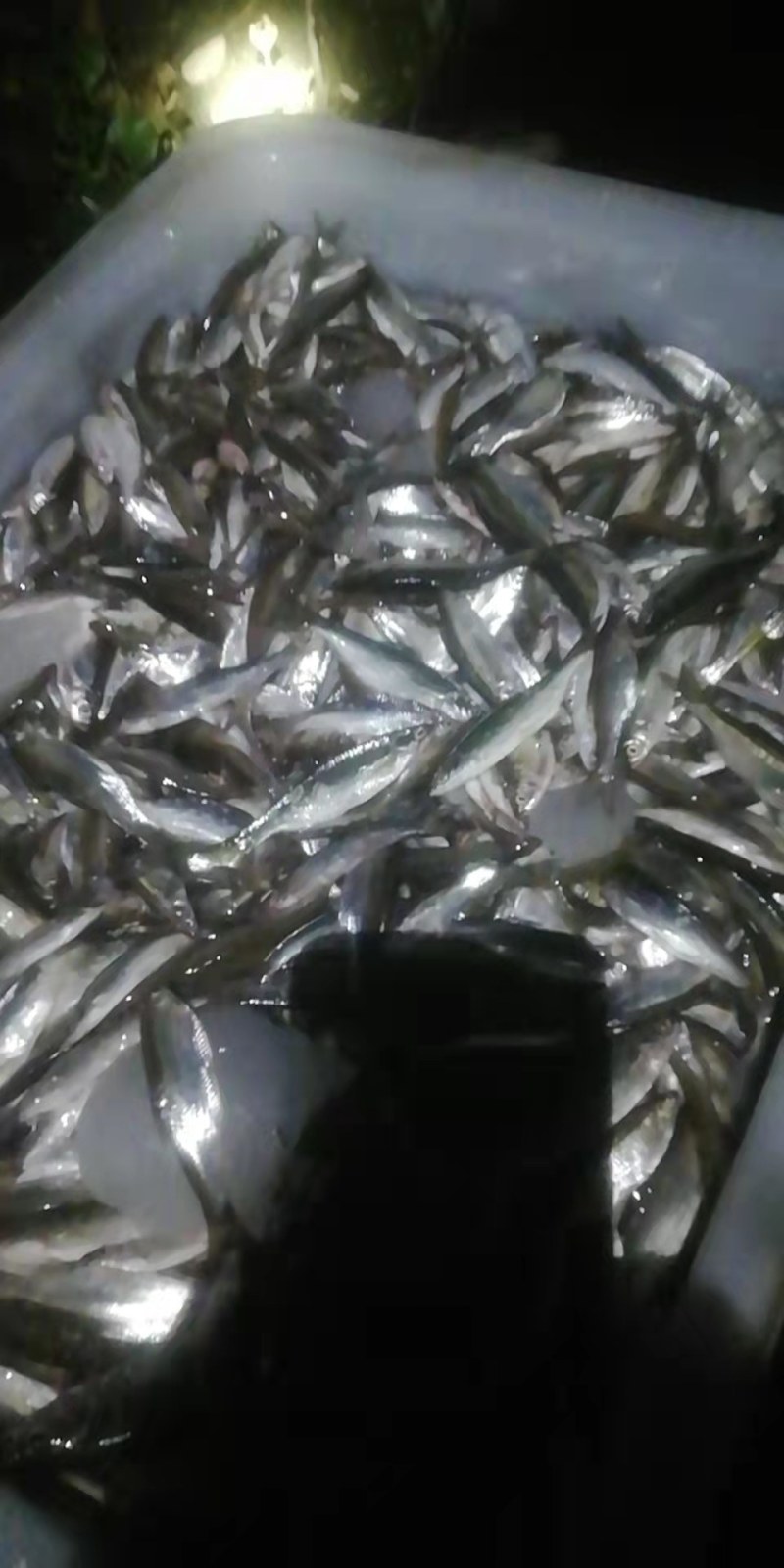 白肖，兰刀