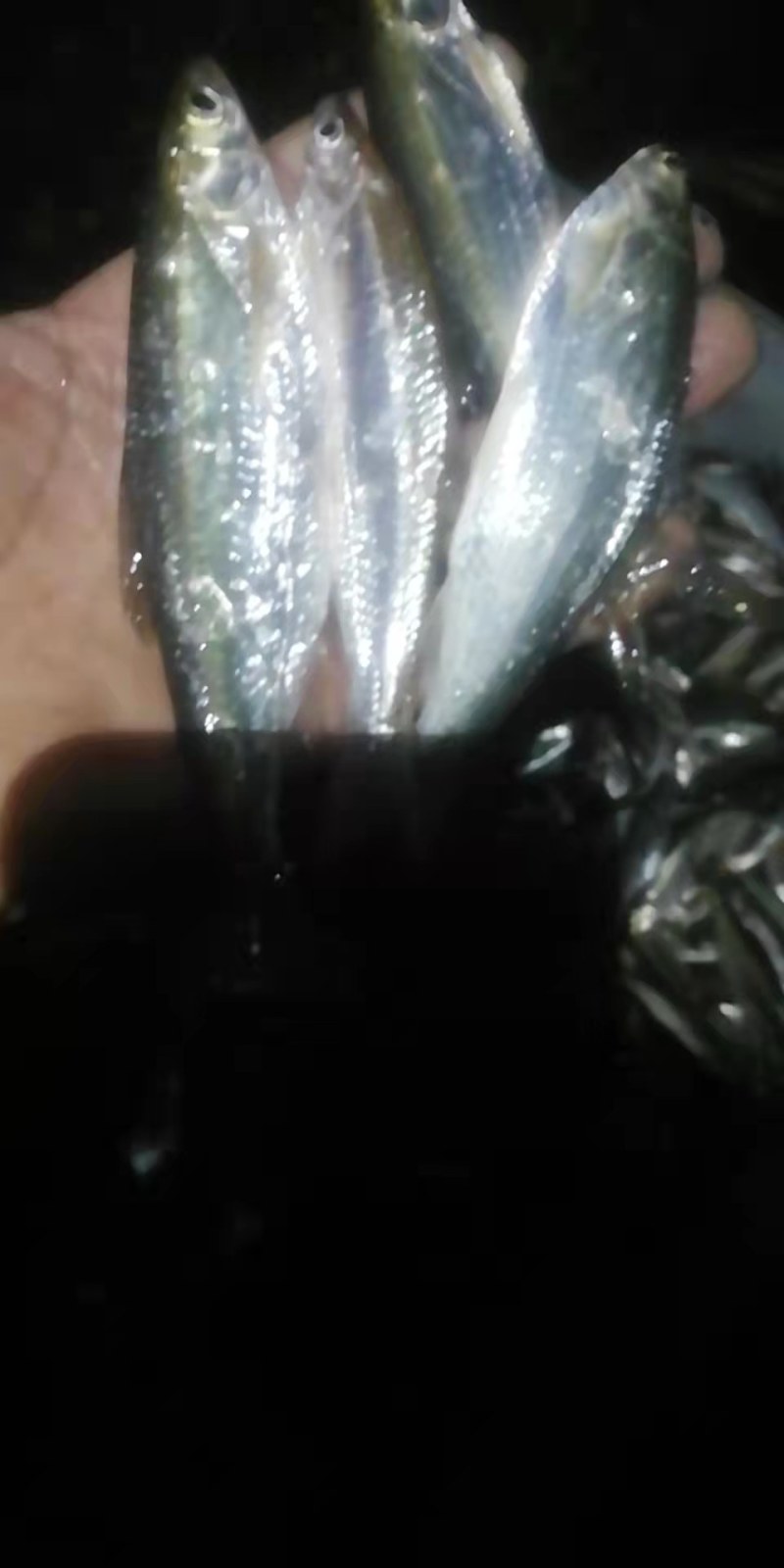 白肖，兰刀