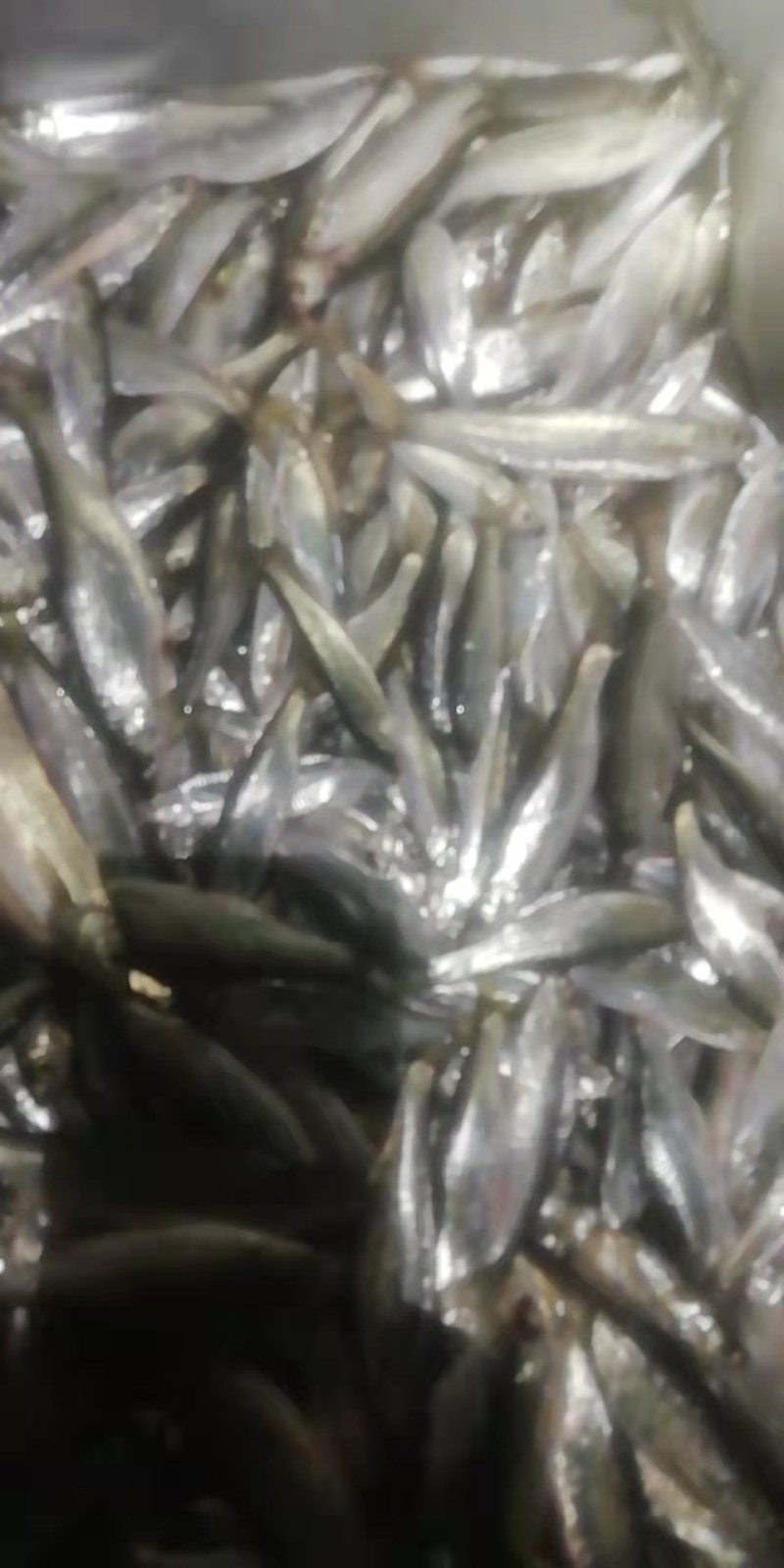 白肖，兰刀