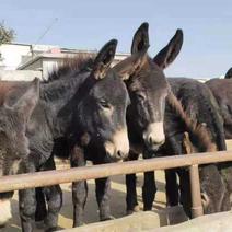 德州肉驴苗，小驴驹，繁殖母驴，可以货到付款包成活率。