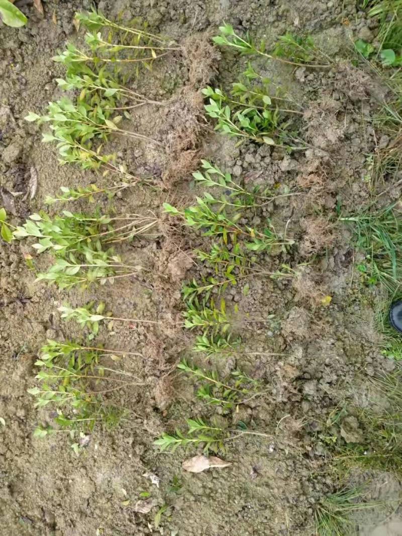 毛杜鹃，毛鹃（裸根）毛鹃，基地直发，量大从优