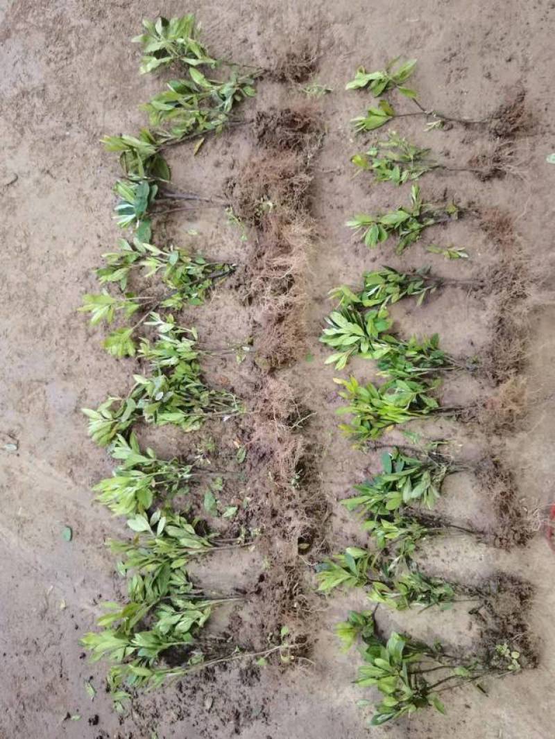 毛杜鹃，毛鹃（裸根）毛鹃，基地直发，量大从优