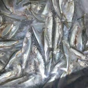 白肖，兰刀