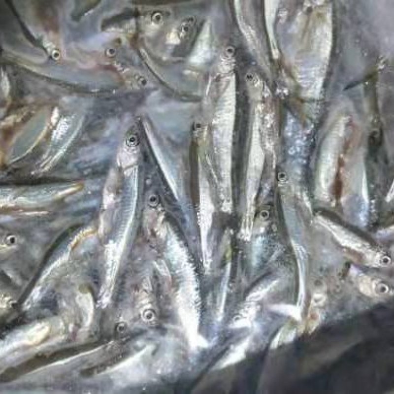 白肖，兰刀