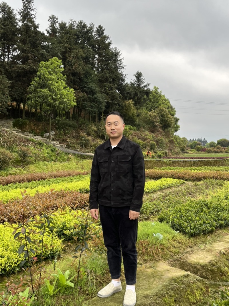 毛杜鹃，红继木小苗，四季桂，小叶栀子，各类色块小苗
