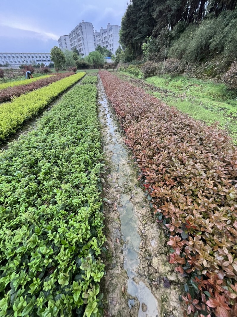 毛杜鹃，红继木小苗，四季桂，小叶栀子，各类色块小苗