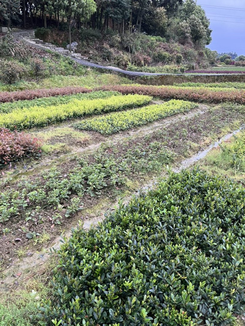 毛杜鹃，红继木小苗，四季桂，小叶栀子，各类色块小苗