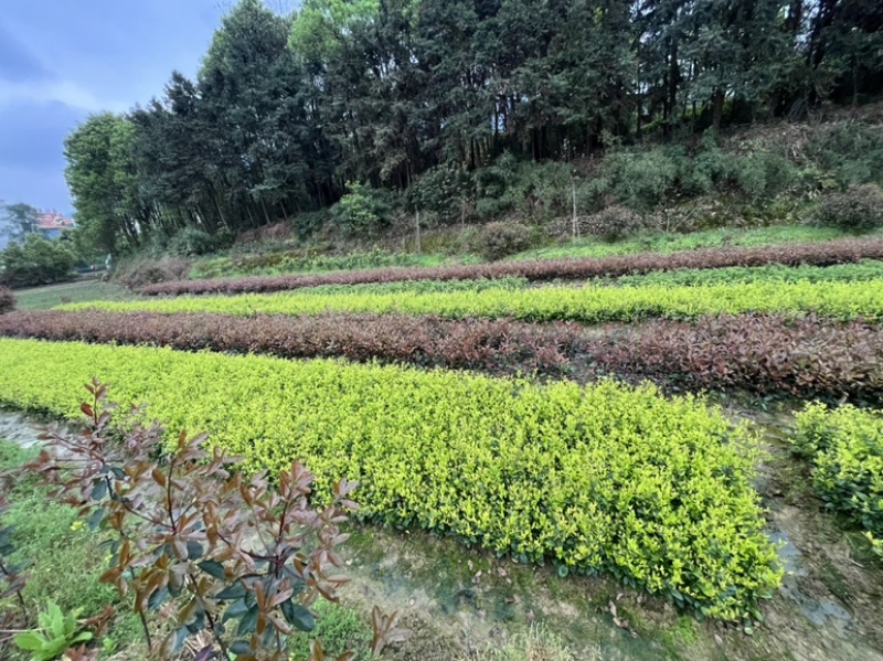 毛杜鹃，红继木小苗，四季桂，小叶栀子，各类色块小苗
