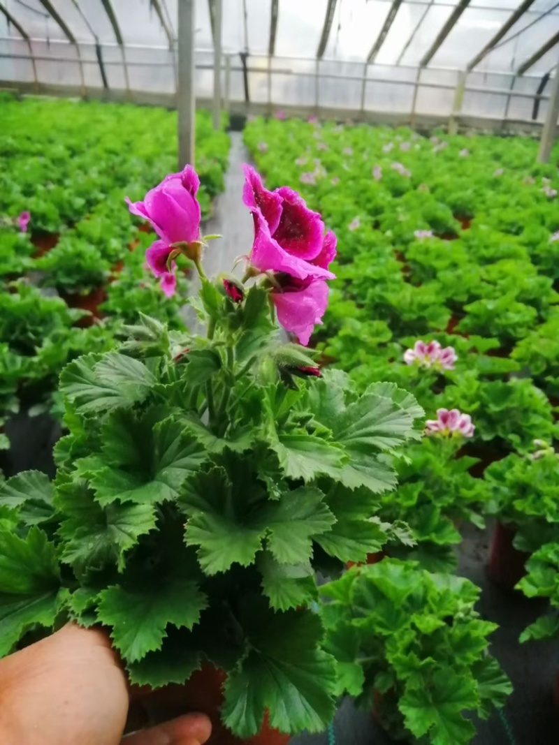 蝴蝶梅，盆花，四季开花，养护简单颜色齐全全国发货售后保证