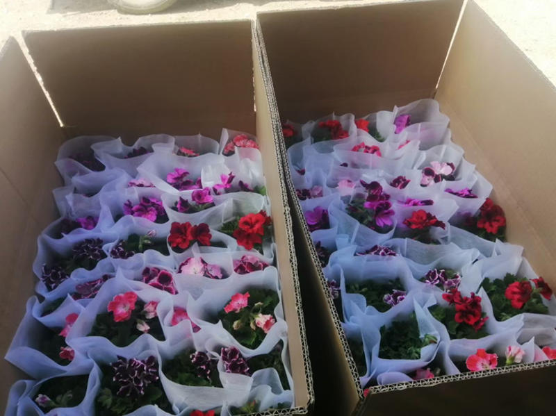 蝴蝶梅，盆花，四季开花，养护简单颜色齐全全国发货售后保证