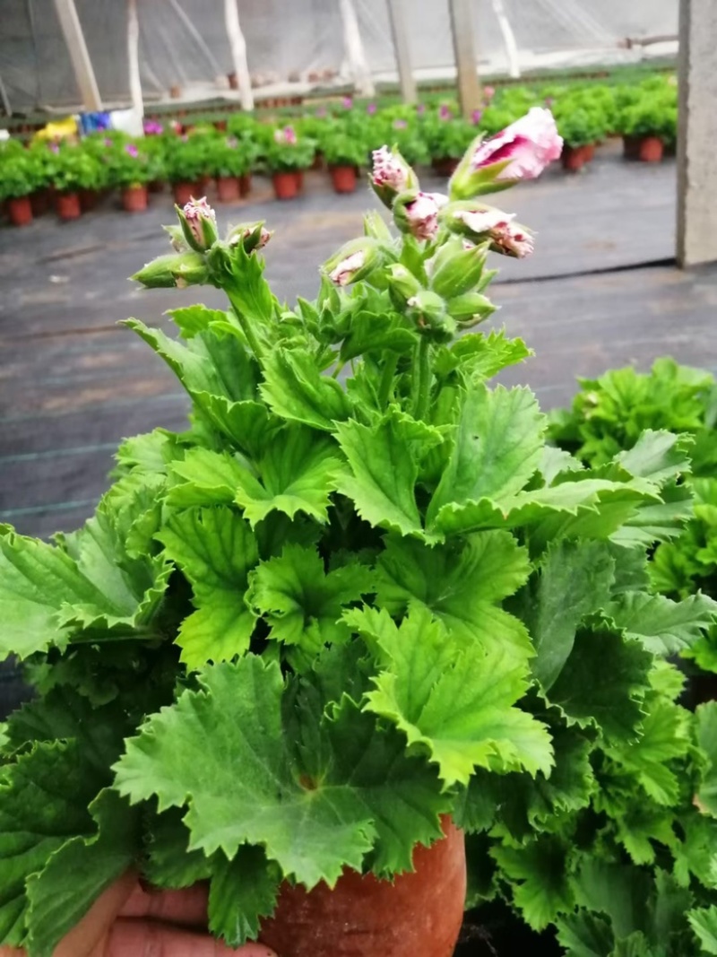 蝴蝶梅，盆花，四季开花，养护简单颜色齐全全国发货售后保证