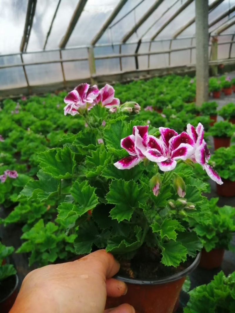 蝴蝶梅，盆花，四季开花，养护简单颜色齐全全国发货售后保证