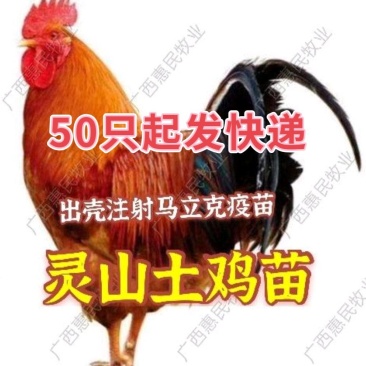 灵山土鸡苗孵化场直销鸡苗灵山土鸡苗20克-30克成活高