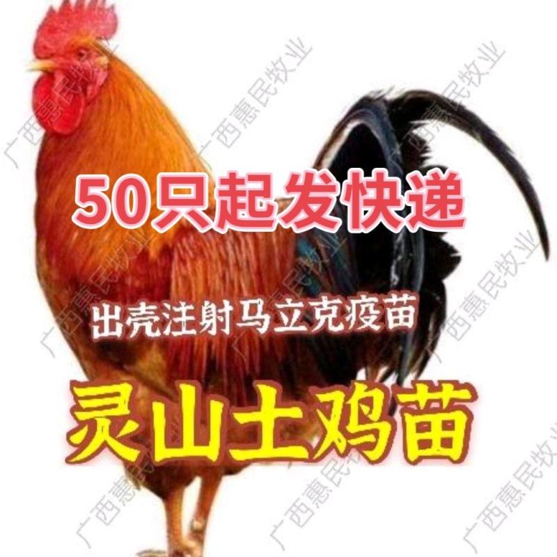 灵山土鸡苗孵化场直销鸡苗灵山土鸡苗20克-30克成活高