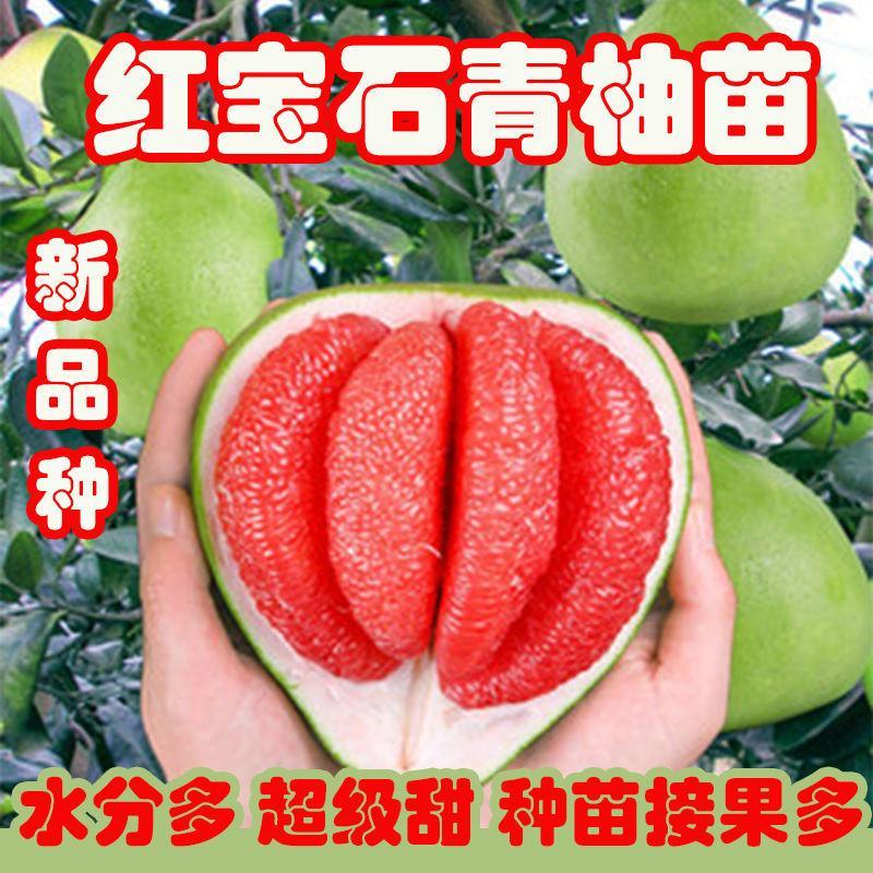 新品泰国暹罗柚子树苗南北方四季种植红心蜜柚三红柚子苗