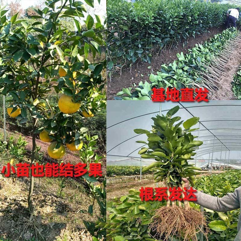 新品泰国暹罗柚子树苗南北方四季种植红心蜜柚三红柚子苗