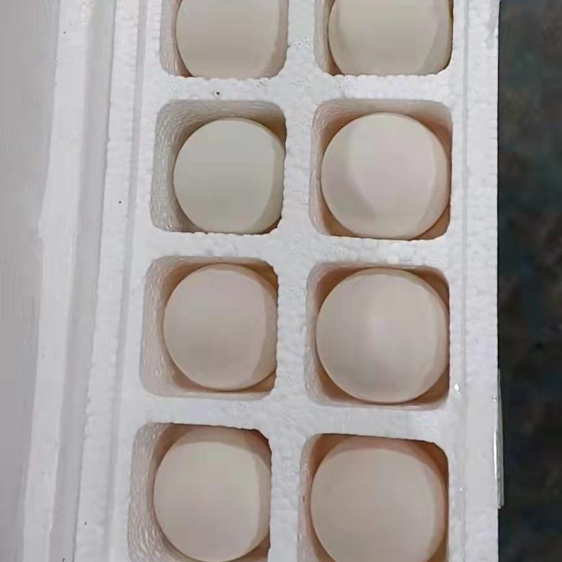 网红盒装大鹅蛋，泡沫箱装鹅蛋，鲜鹅蛋，大白蛋，大白鹅蛋