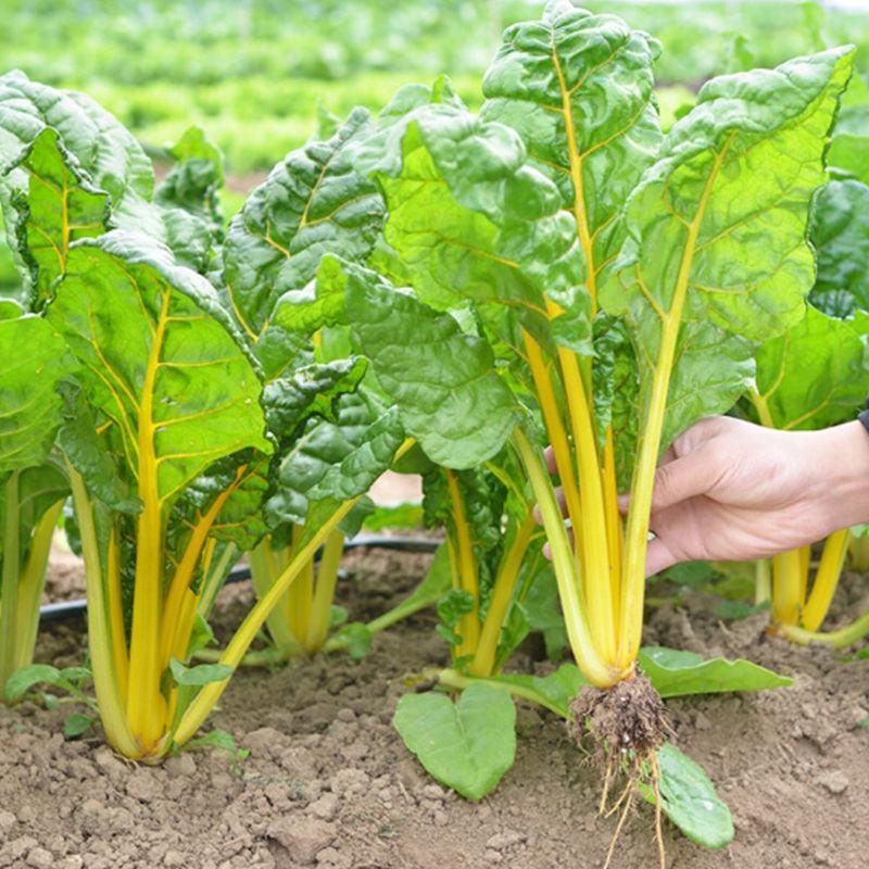 红甜菜根种子多彩甜菜种子高产甜菜种子农家老品种含糖量