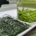 恩施玉露茶叶硒茶绿茶春茶芽茶明前茶湖北玉露茶叶蒸青工艺