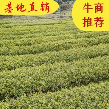 毛杜鹃，毛鹃（裸根）毛鹃，基地直发，量大从优