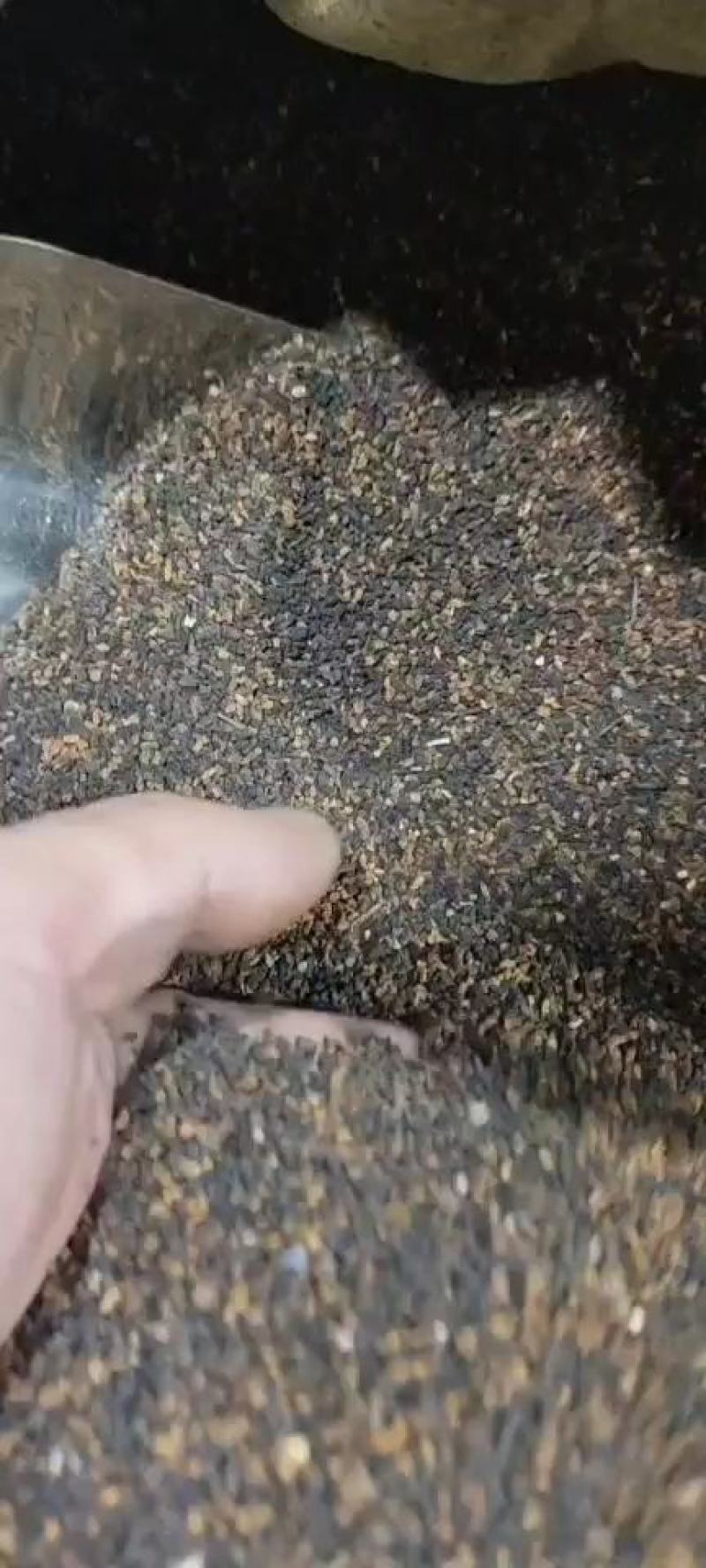 桦树茸黑精颗粒