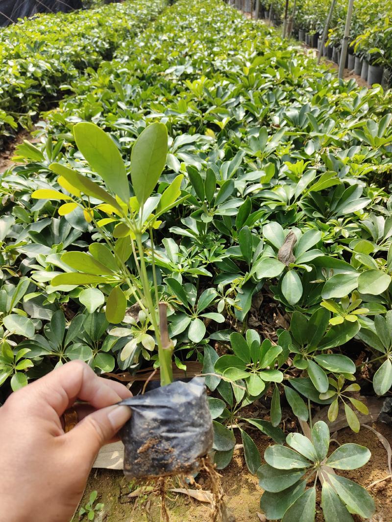 鹅掌柴