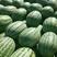 新疆西瓜，精品西瓜金城五号红壤瓜甜全国可发货质量保证