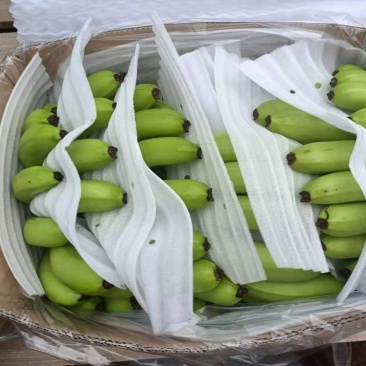 广东湛江遂溪巴西香蕉大量有货上市，欢迎各位老板前来咨询