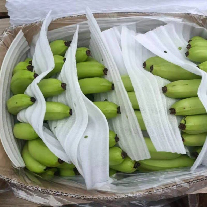 广东湛江遂溪巴西香蕉大量有货上市，欢迎各位老板前来咨询