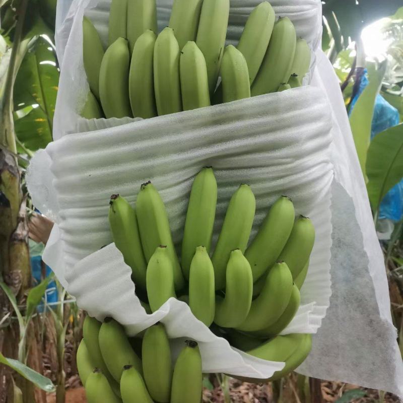 广东湛江遂溪巴西香蕉大量有货上市，欢迎各位老板前来咨询