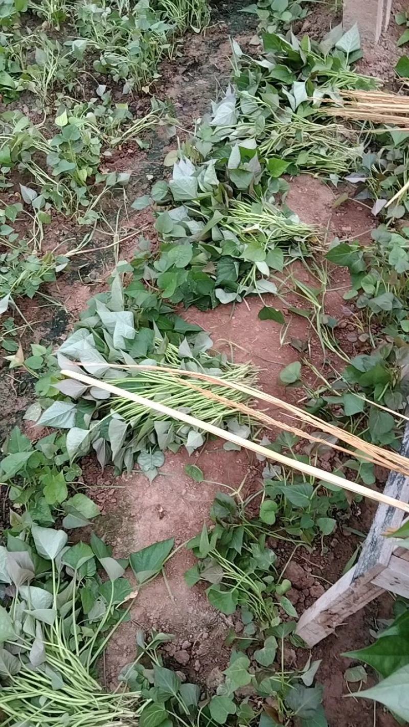 西瓜红脱毒红薯苗基地单垄单行苗子粗壮